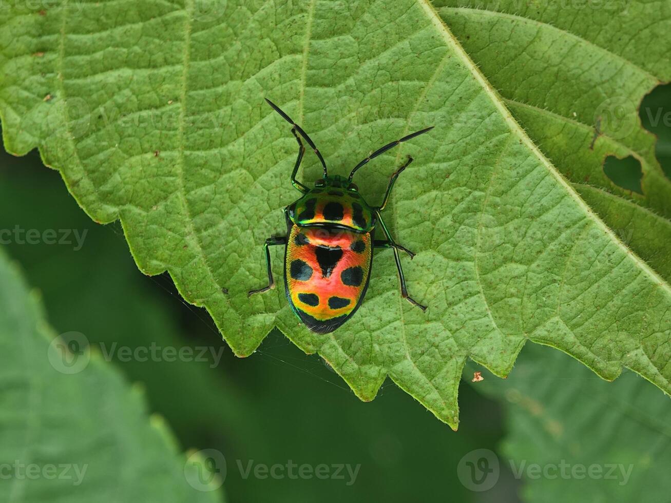 Jewel Bug Resting on a Green Leaf photo
