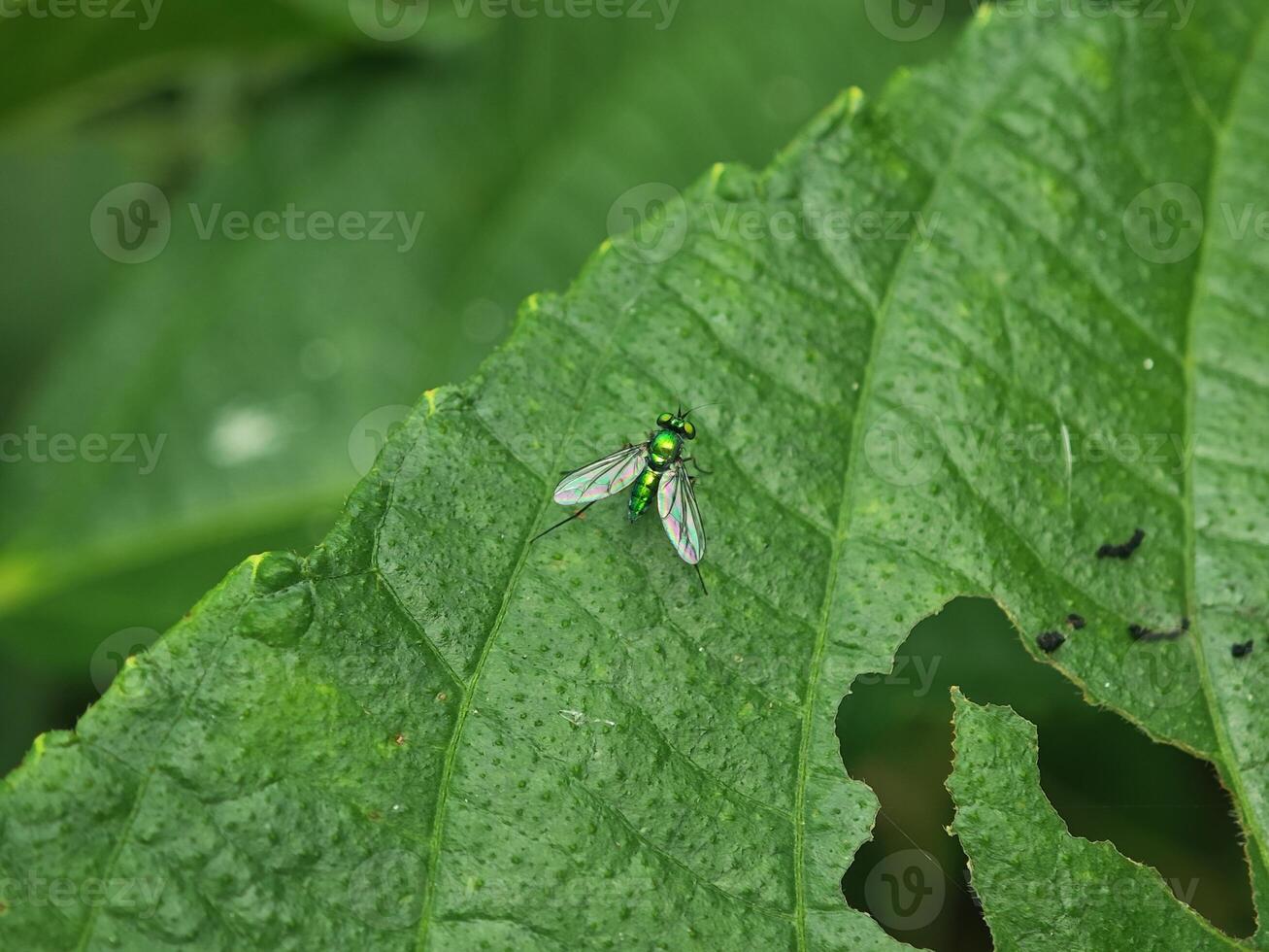 Long-Legged Fly Resting on a Large Leaf photo