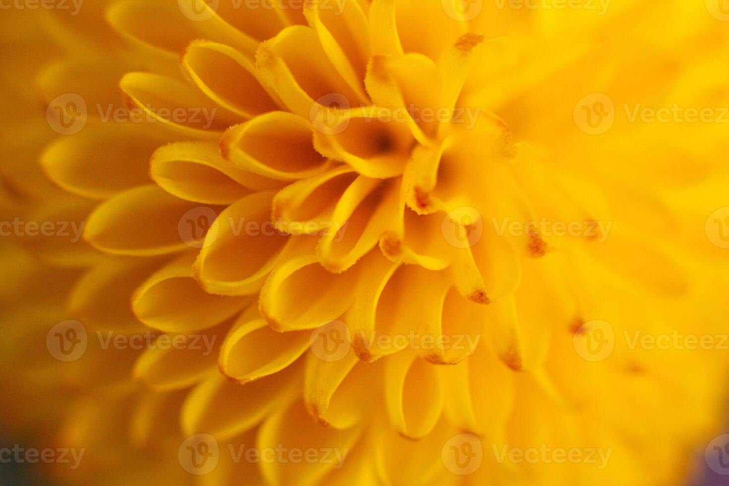 close up of a beautiful yellow chrysanthemum flower in the garden photo