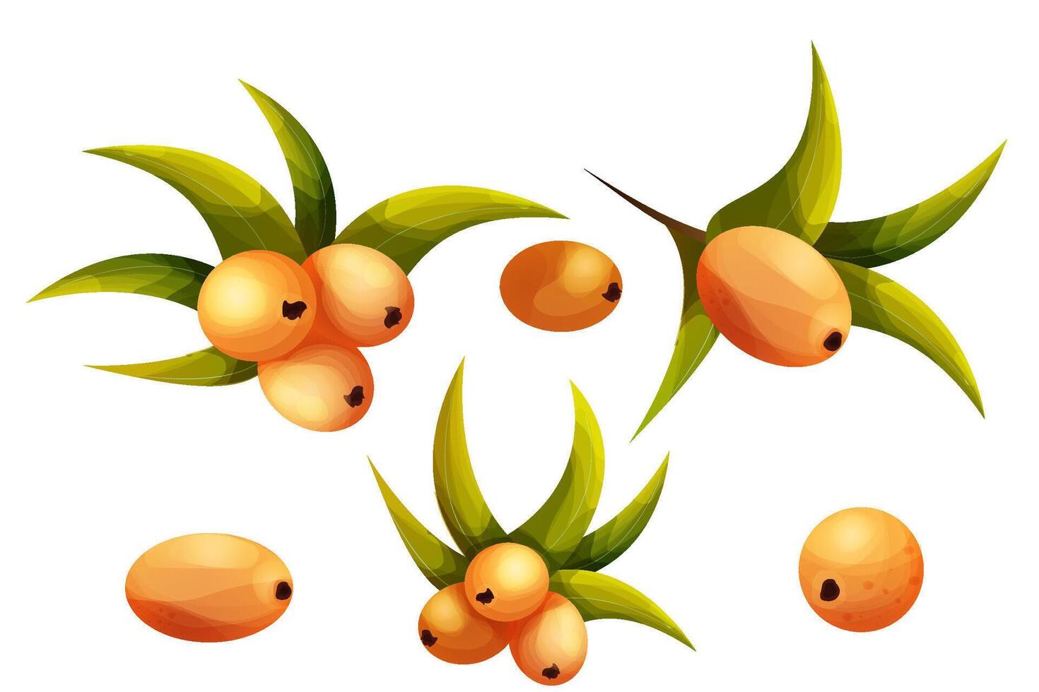 sea buckthorn with leaves in cartoon style, orange vitamine health berry on branch isolated on white background. vector