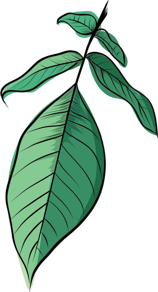 Walnut tree green leaves botanical illustration vector