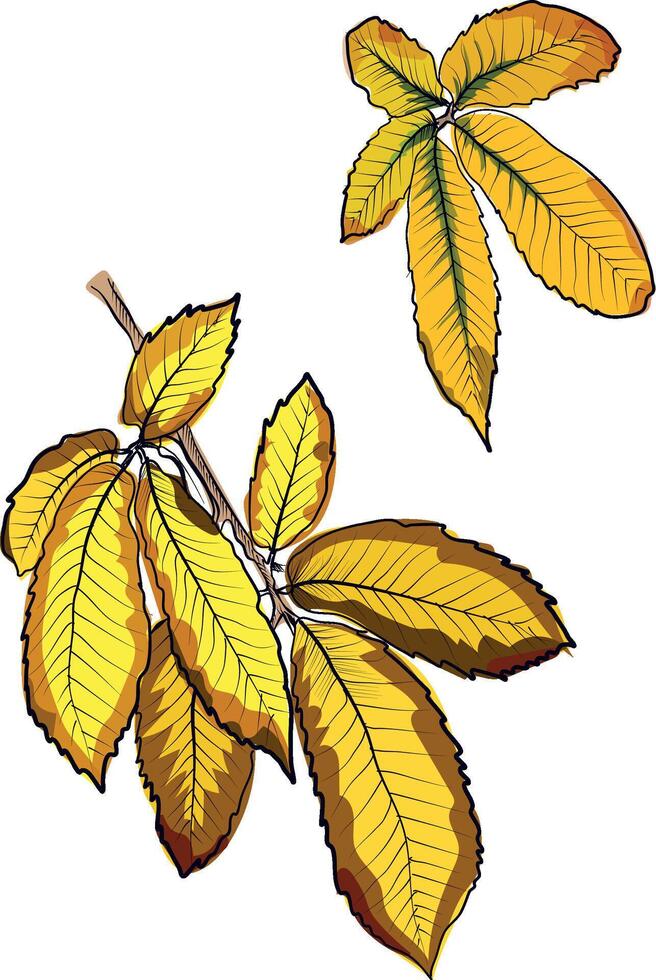 Set of yellow chestnut leaves autumn illustration vector