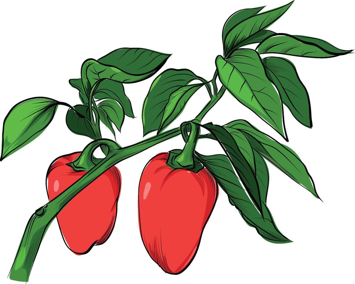 Red bell peppers on plant branch illustration vector