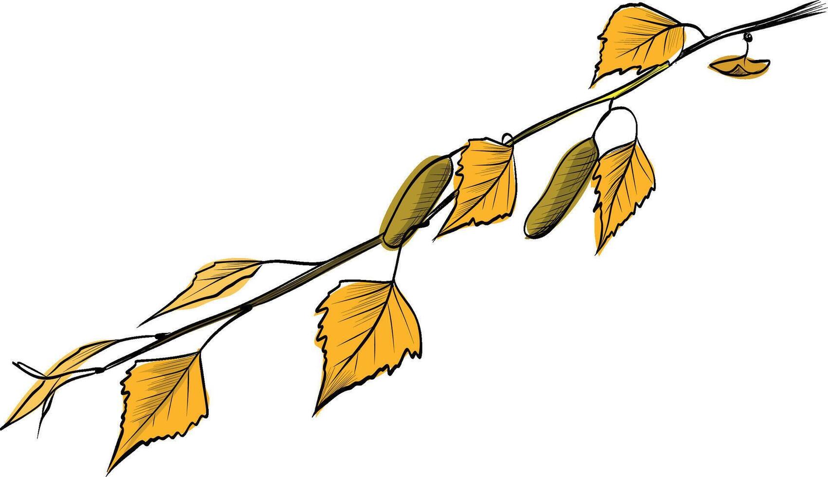 Birch branch with yellow autumn leaves realistic illustration vector
