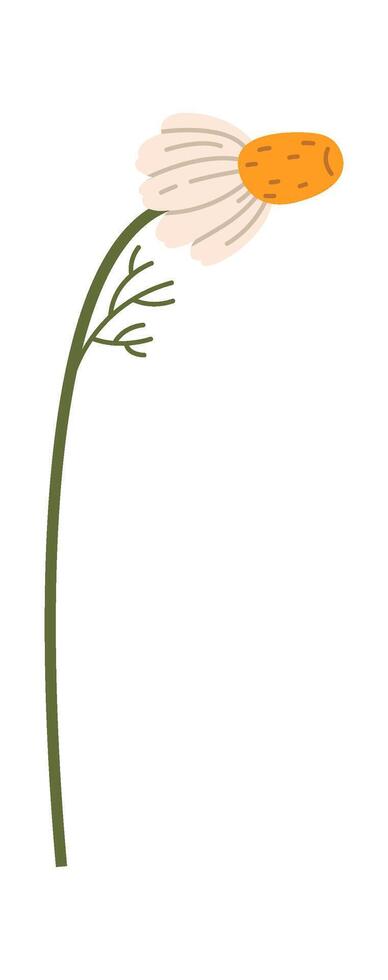 Chamomile Flower With Stem vector