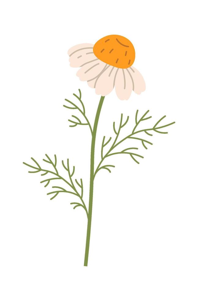 Chamomile Flowers Branch vector