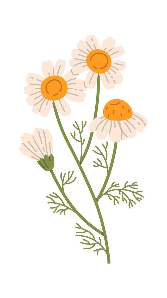 Chamomile Flowers Branch Illustration vector