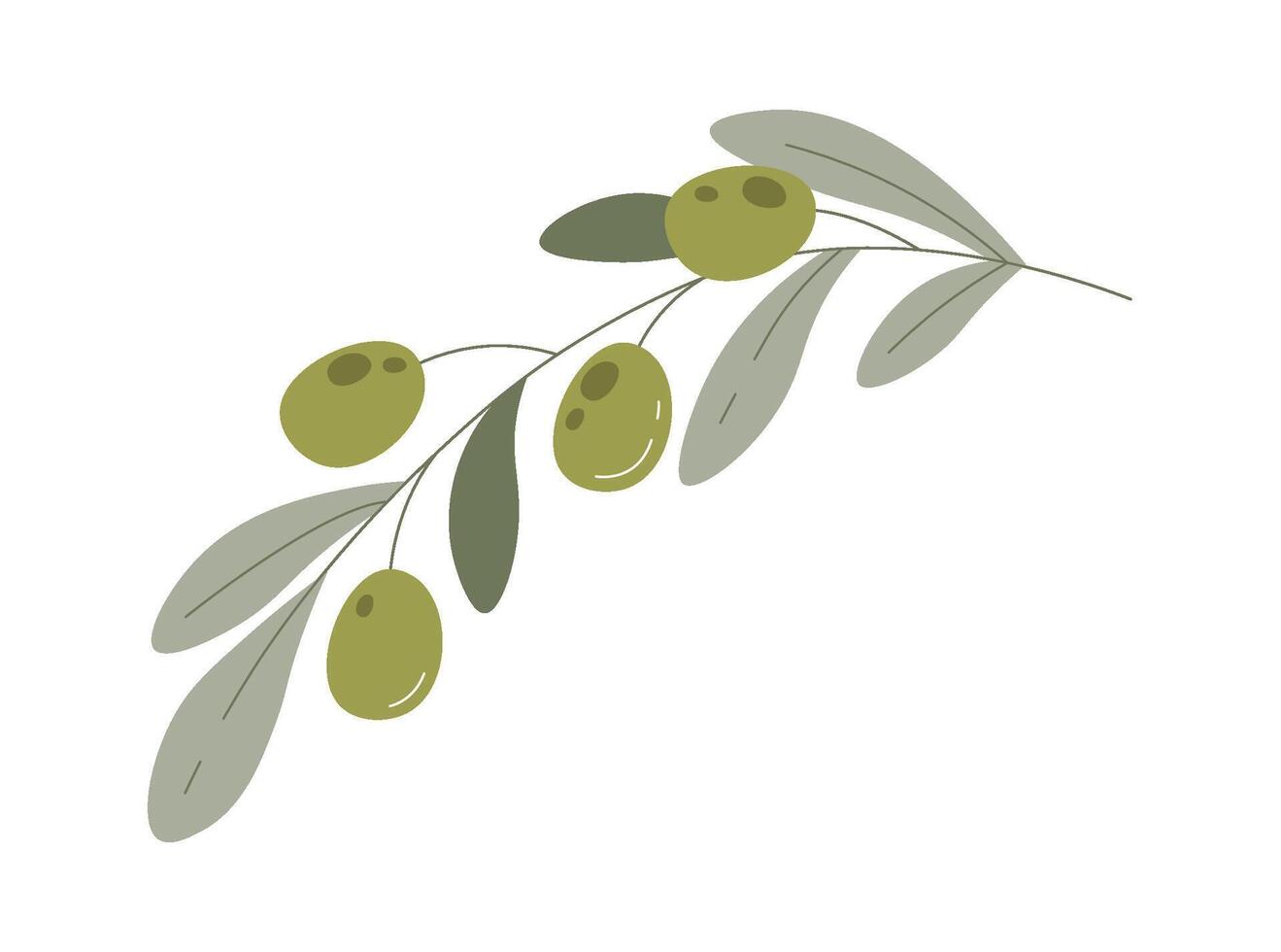 Olive fruits on branch with leaves vector