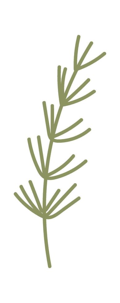 Dill Fragrant Herb vector