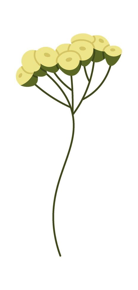 Blooming Tansy Wildflowers vector