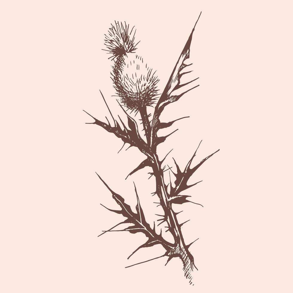 Illustration of a thistle plant with sharp thorns, on a clean white background vector