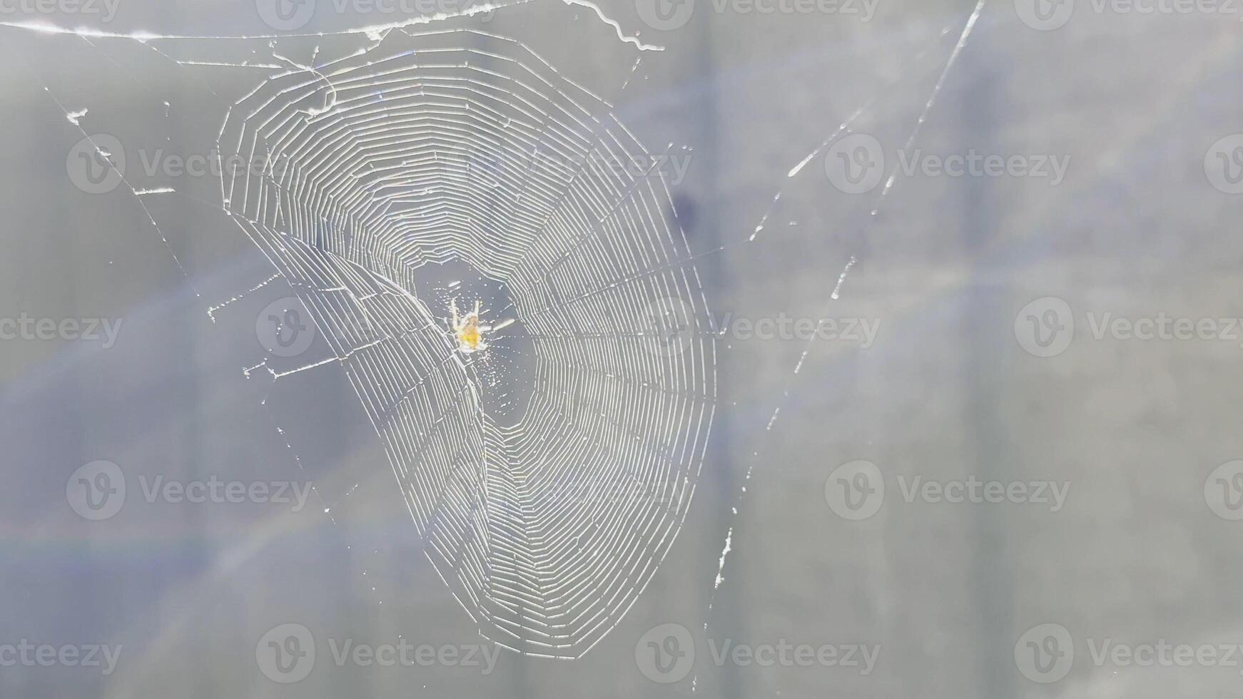 Spiderweb swayin in wind at garden with sunlight at background. Spider builds a cobweb outdoor. Beautiful nature scene on summer day. Concept of wildlife. Slow motion photo