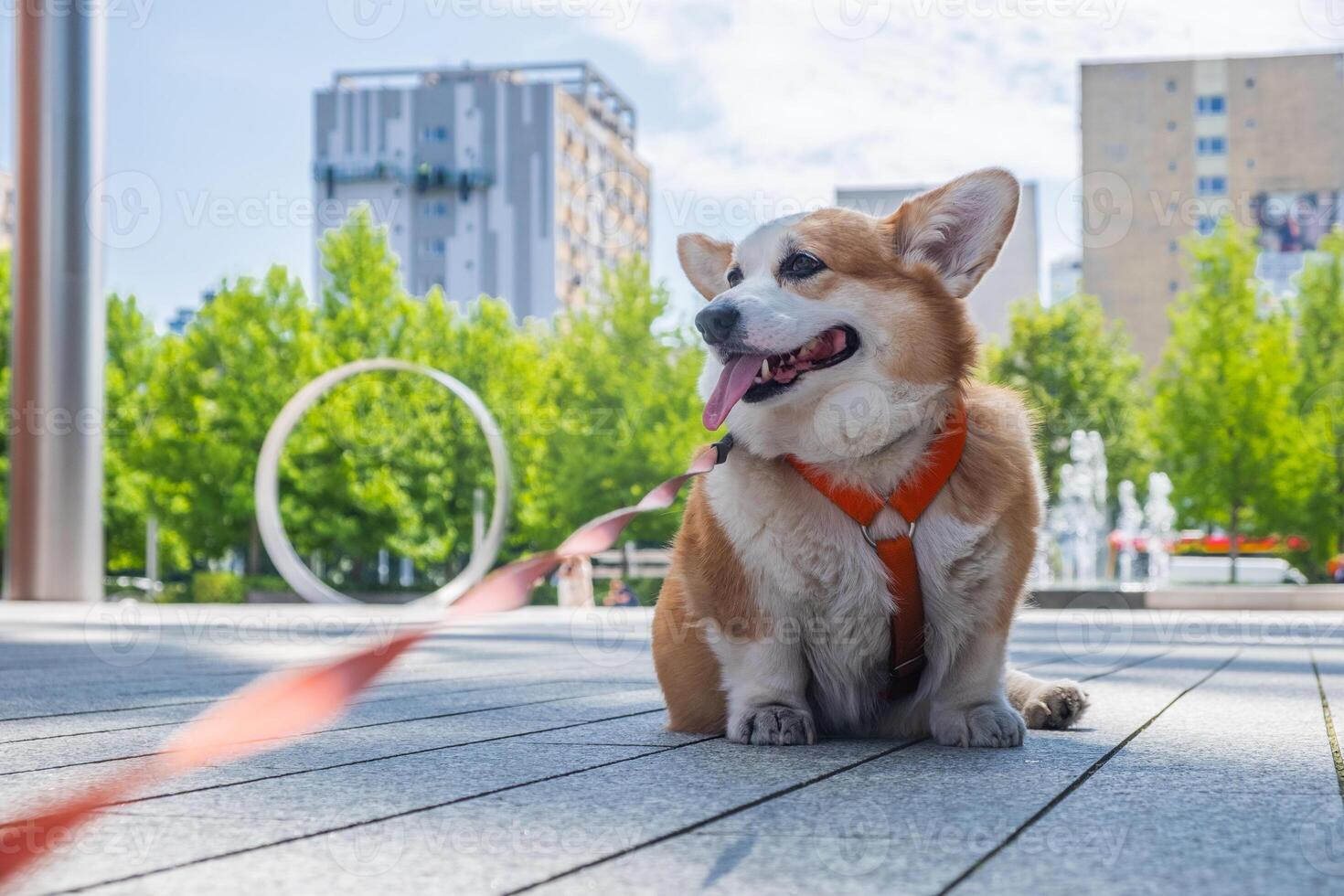 Corgi dog sitting on wooden pavement in a vibrant park, enjoying a sunny day with green trees and modern buildings in the background, showcasing a playful and relaxed atmosphere photo