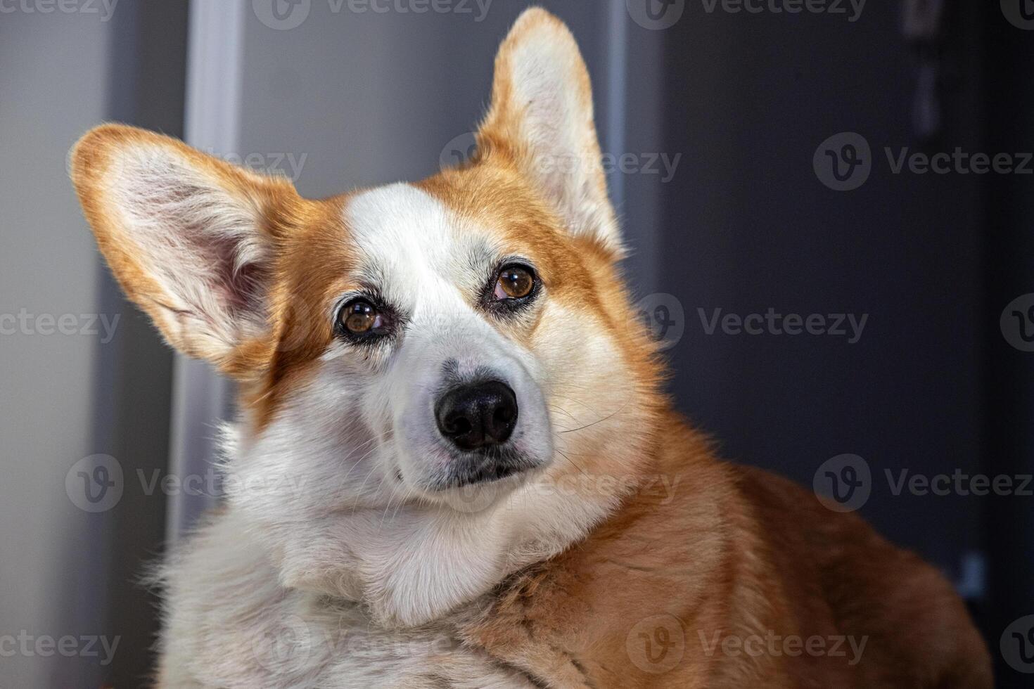 Corgi dog with distinctive ears and expressive eyes, resting comfortably indoors, showcasing its fluffy coat and playful demeanor in a cozy environment photo