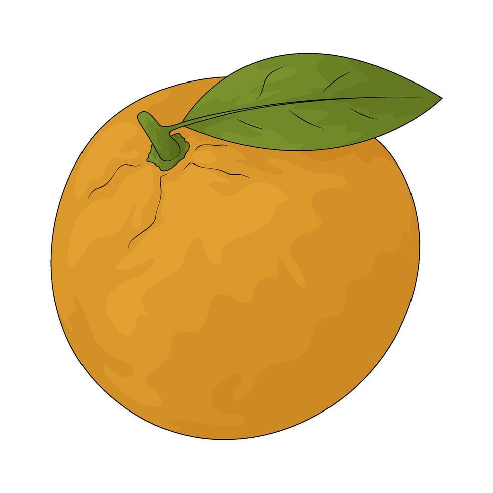 Illustration of an fresh orange vector
