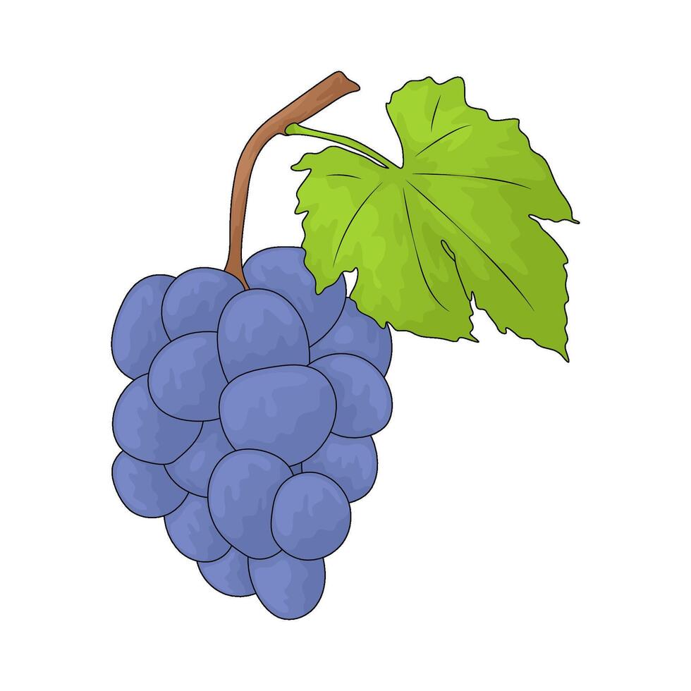 Illustration of an fresh grape vector