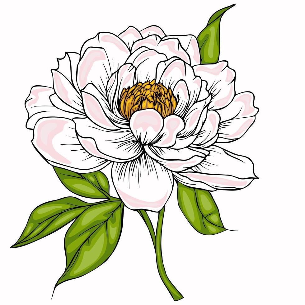 A detailed illustration of a peony flower with soft pink petals and vibrant green leaves. The flower features a golden center, showcasing its intricate structure. vector