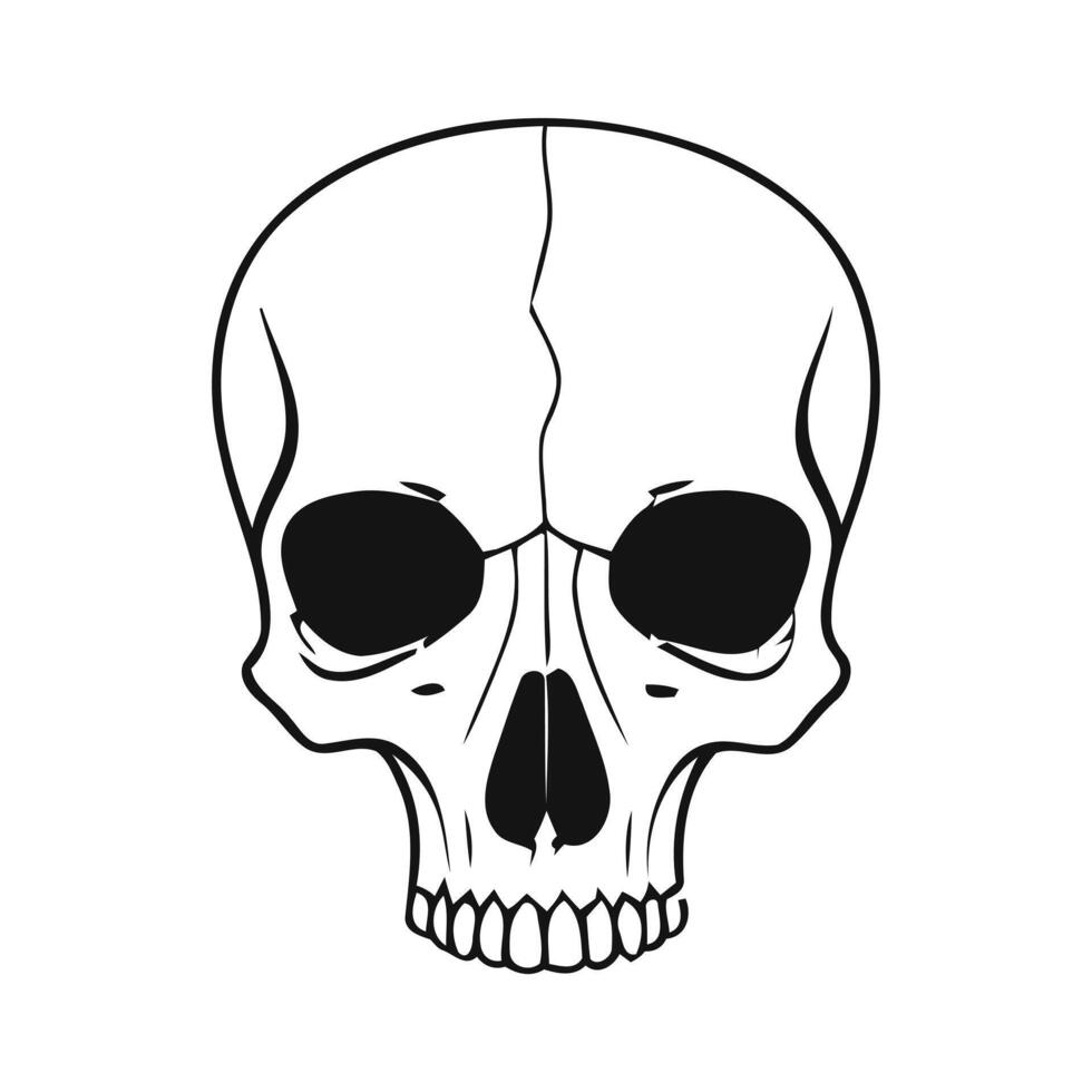 Detailed outline drawing of a human skull facing forward vector