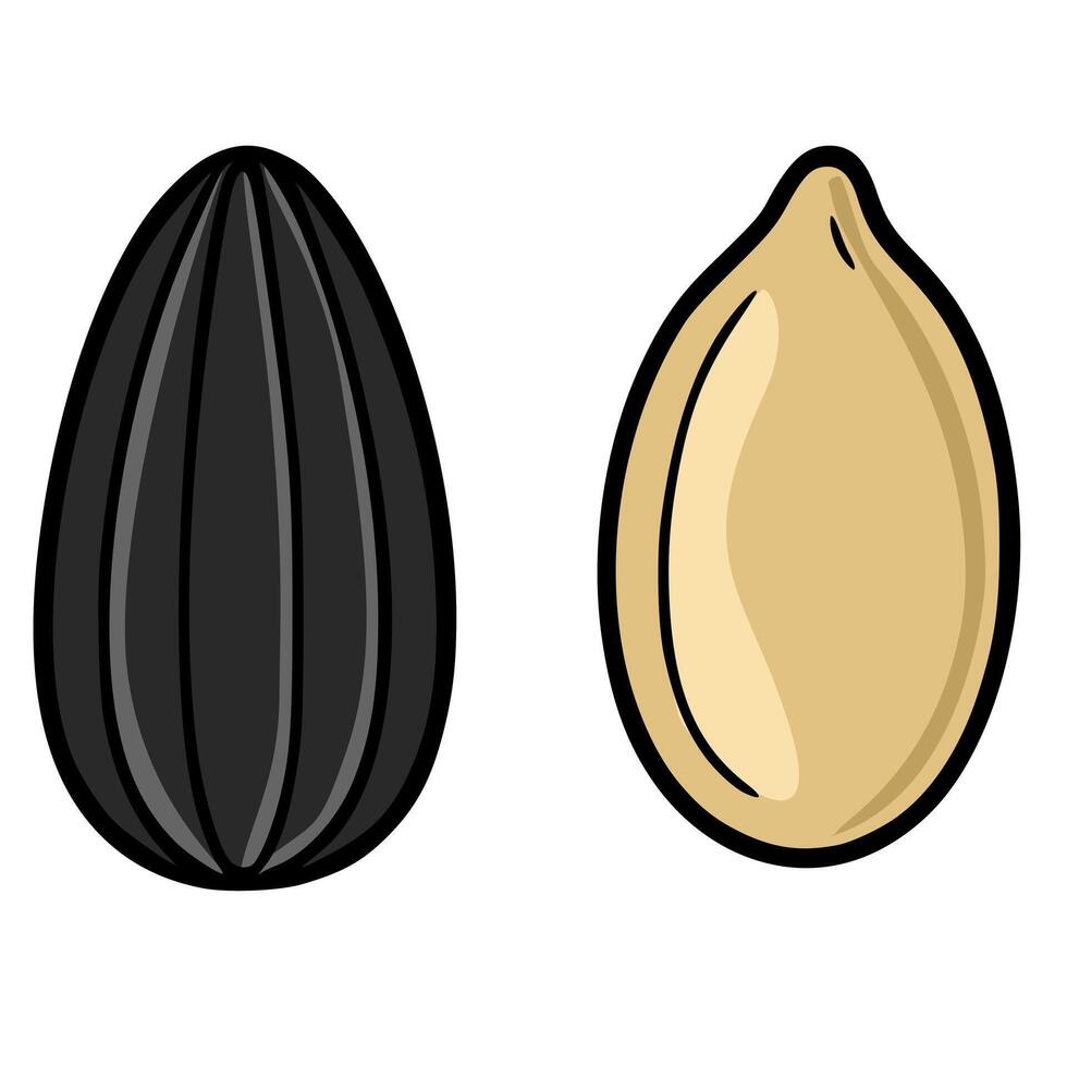 illustration of a shelled and unshelled sunflower seed, showcasing a detailed cartoon style with black outlines and contrasted beige and black colors. vector