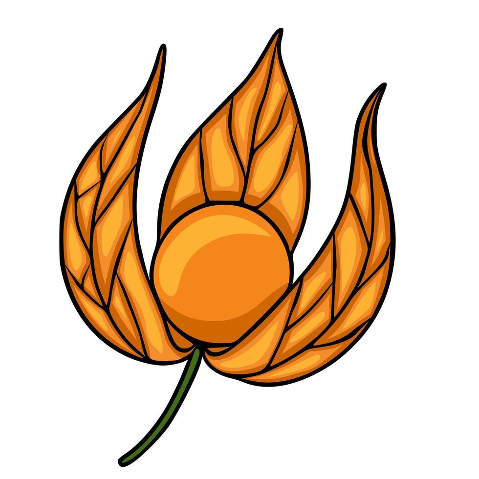 Vibrant Illustration of a Physalis Fruit with Intricate Leaf Detail, Isolated on White Background vector