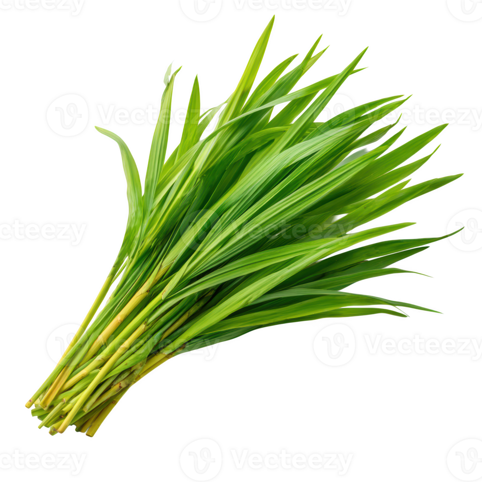 Fresh bunch of green leaves are displayed on a transparent background for culinary and food photography use png