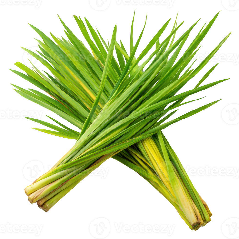 Fresh lemongrass stalks arranged together for cooking and culinary ingredient preparation and flavoring herbs png