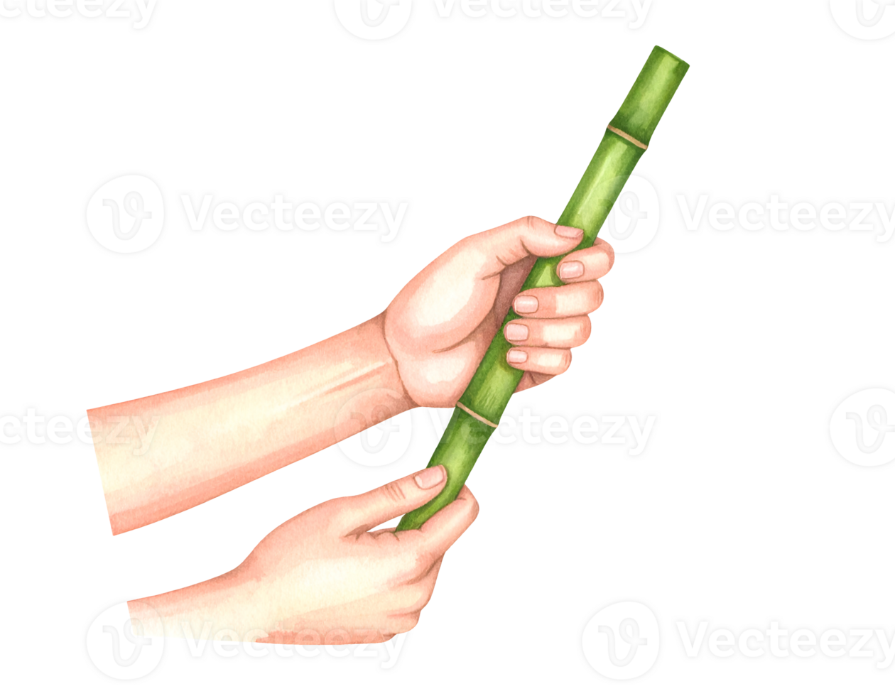 Two hands holding a single green bamboo stick, wellness and natural healing illustration on isolated background png
