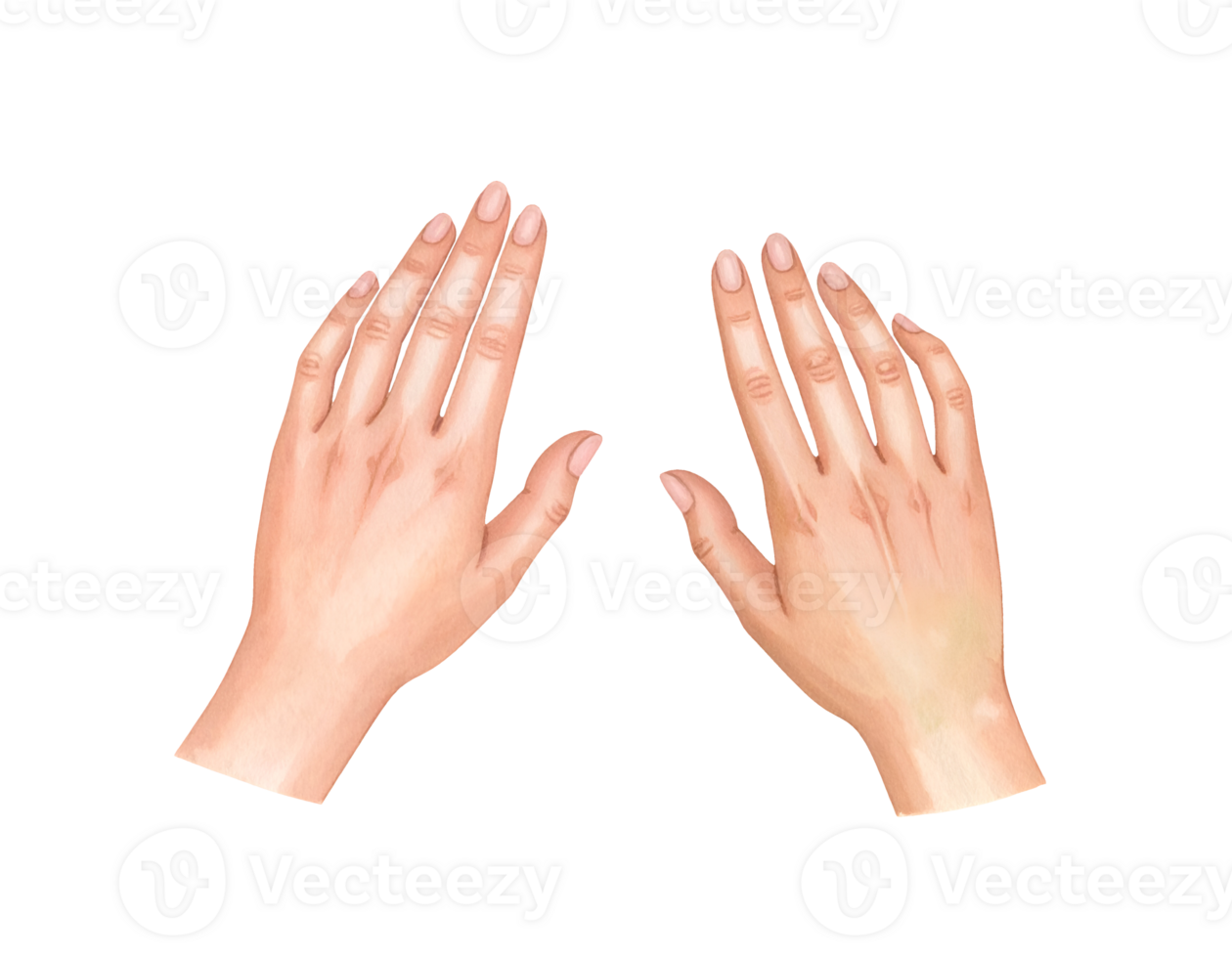 Two open human hands with palms facing up, clean and gentle pose for spa or beauty theme on isolated background png