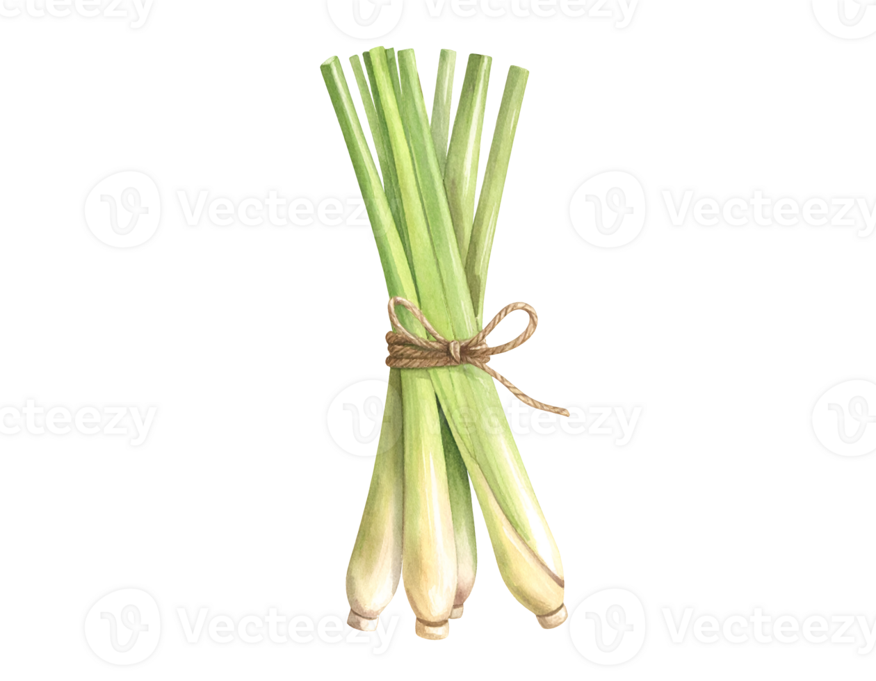 Bundle of fresh green lemongrass stalks tied with rope for herbal spa and natural therapy use on isolated background png