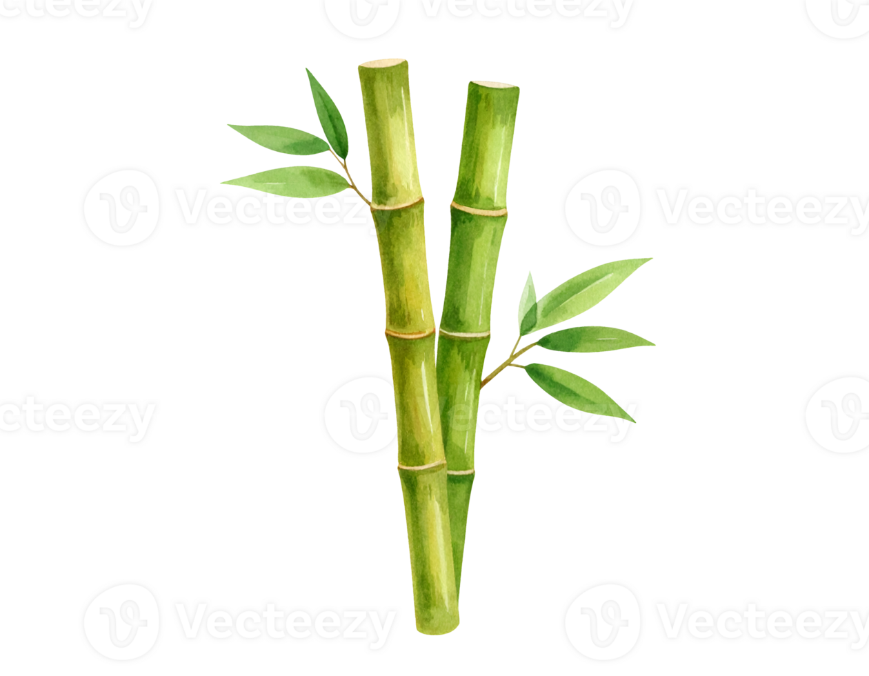 Fresh green bamboo stalks with vibrant leaves on isolated background png