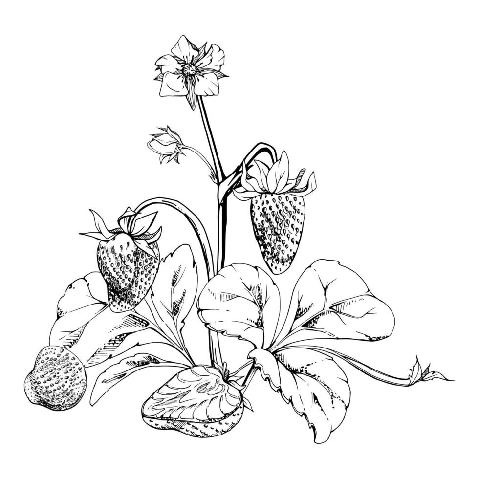 Strawberry growing on stems with flowers leaves vines tendrils, ripe garden berry pineberry strasberry. Isolated botanical hand drawn ink illustration. Farmers market menu, gardening calendar vector