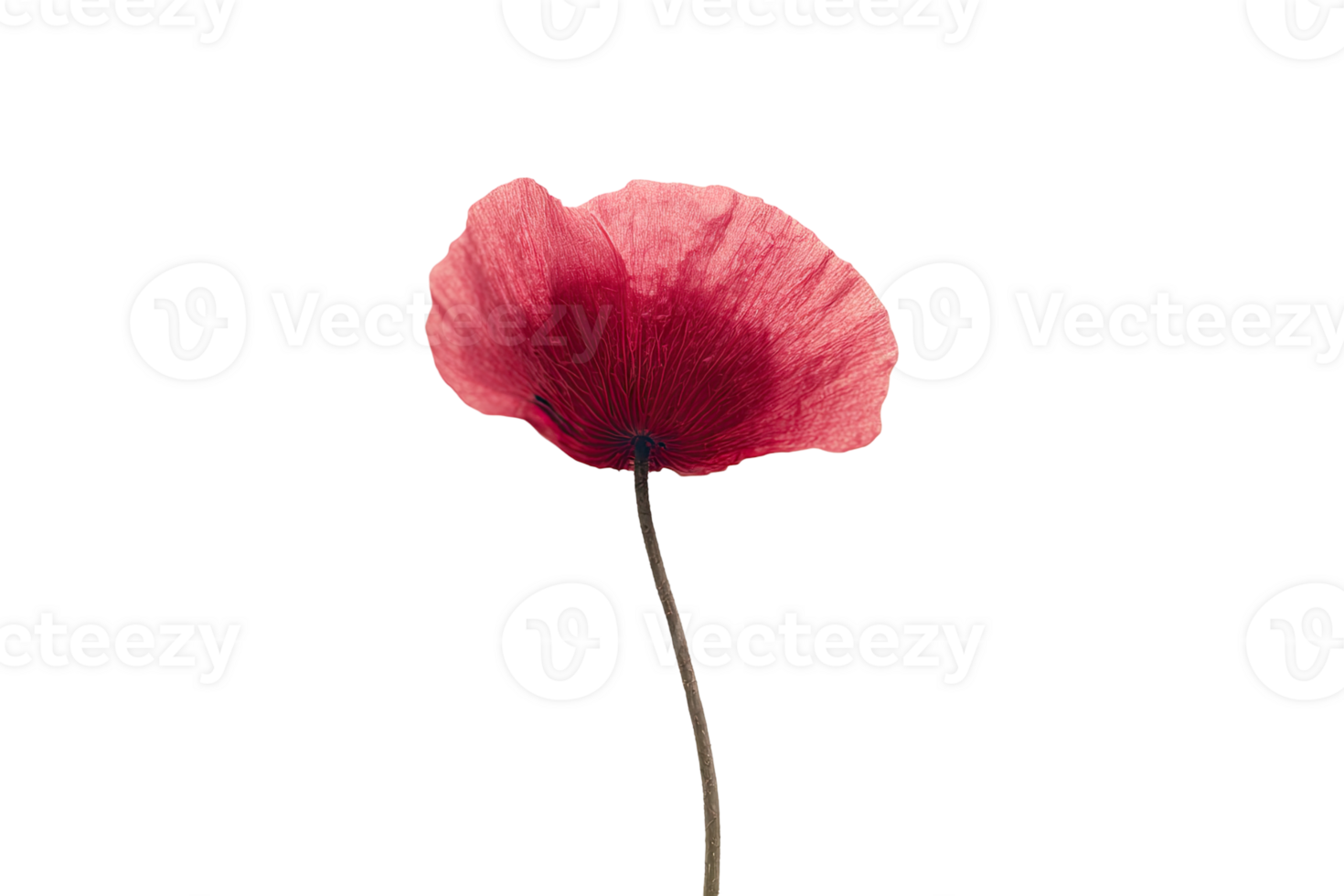 Vintage pastel red poppy flower on a white background png