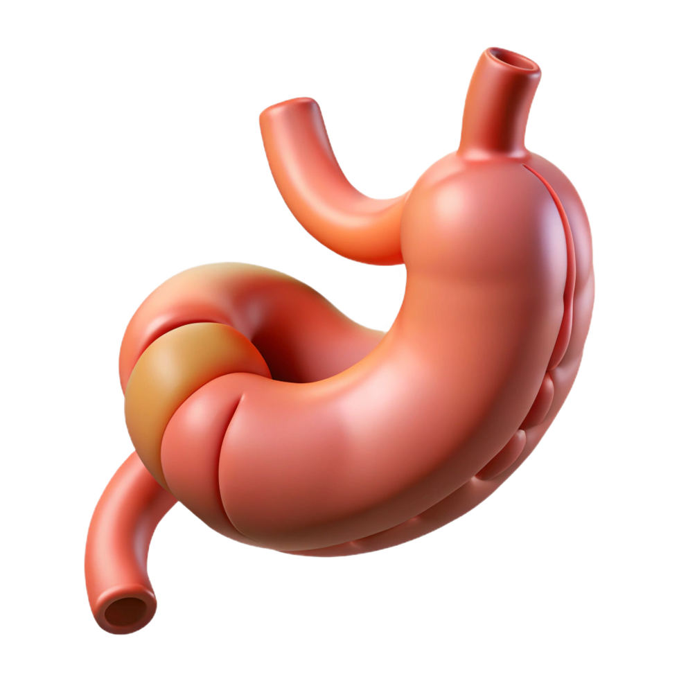 Detailed 3d illustration of the human stomach showing digested food inside png