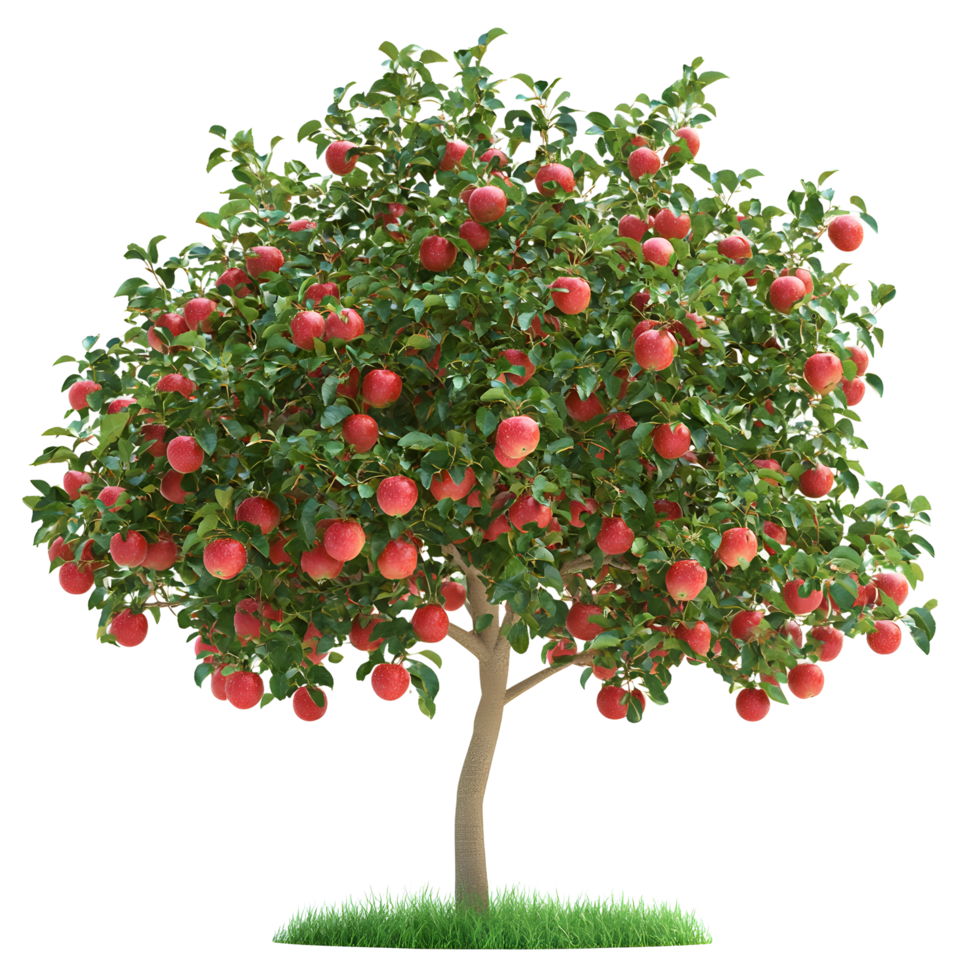 A lush apple tree laden with ripe red apples isolated on transparent background png