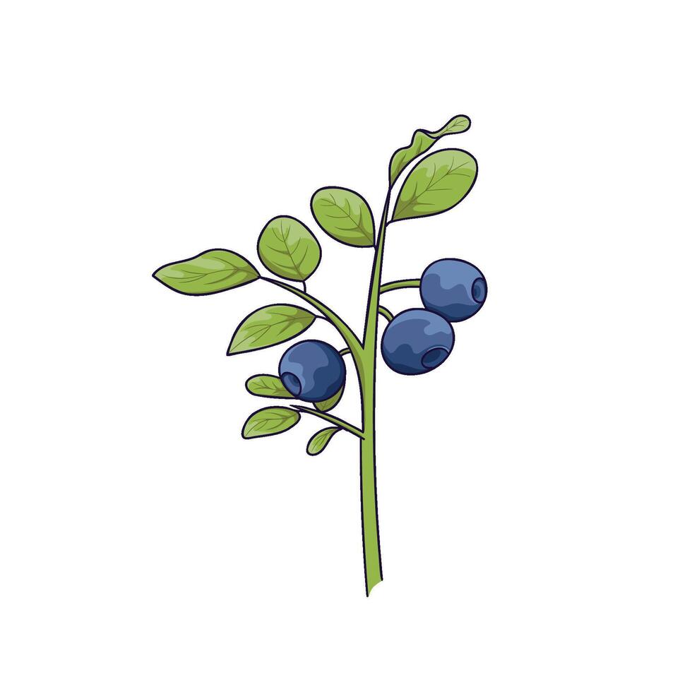 A blueberry bush, berries on a branch with leaves, botanical illustration in a flat style vector