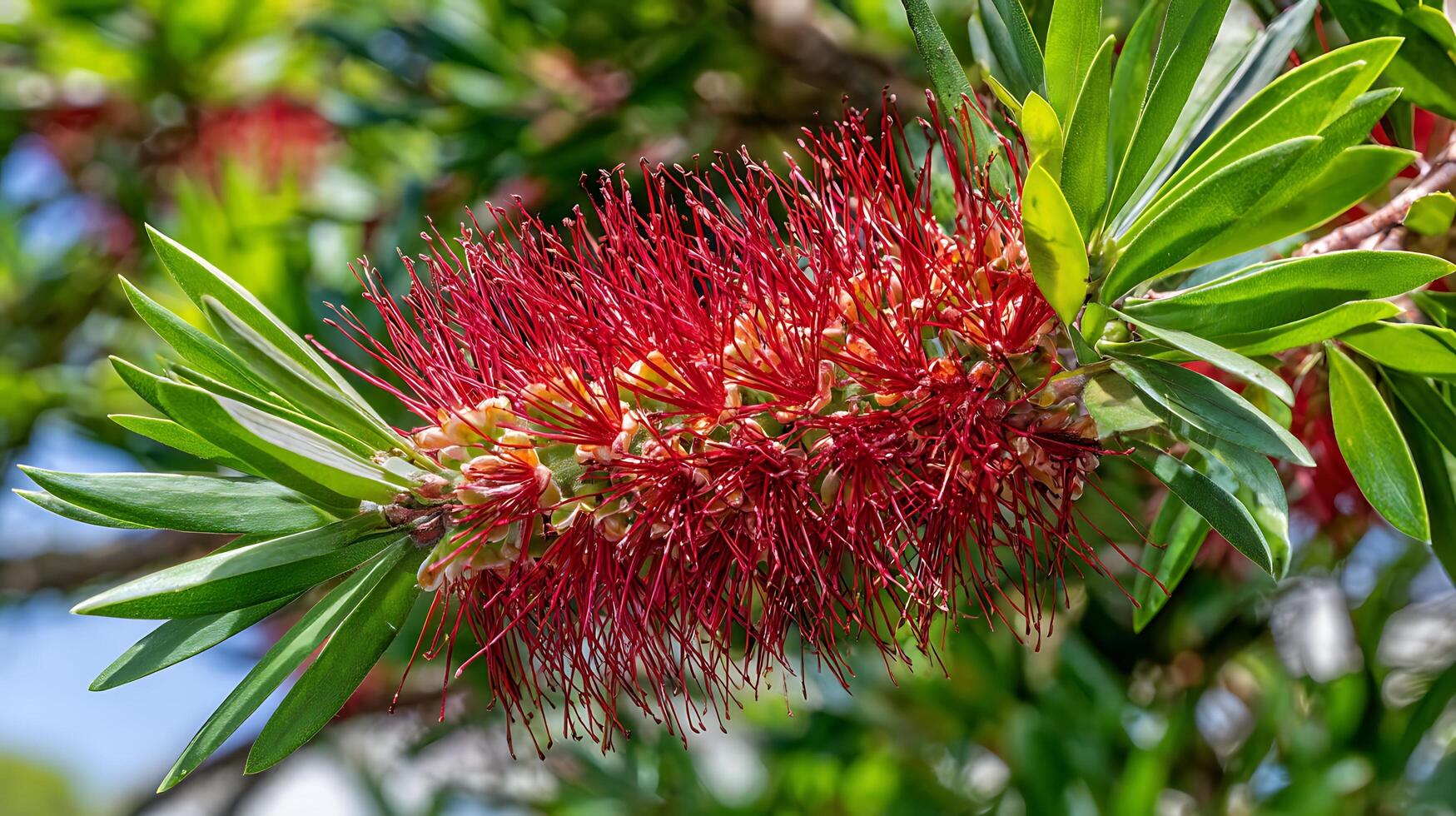 Vibrant Red Bottle Brush Flower with Green Leaves and Soft Bokeh Background. photo