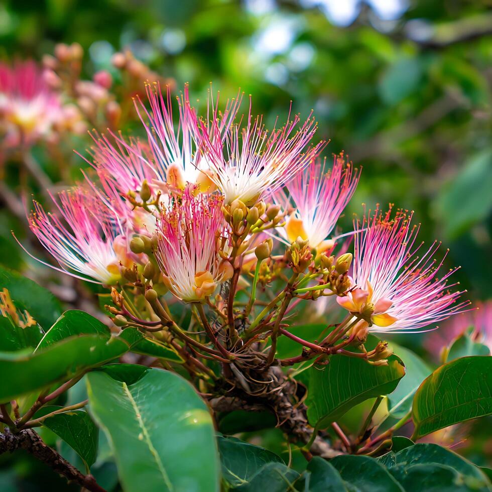 Delicate Pink and White Flowers Bloom Brightly in Soft Sunlight. photo