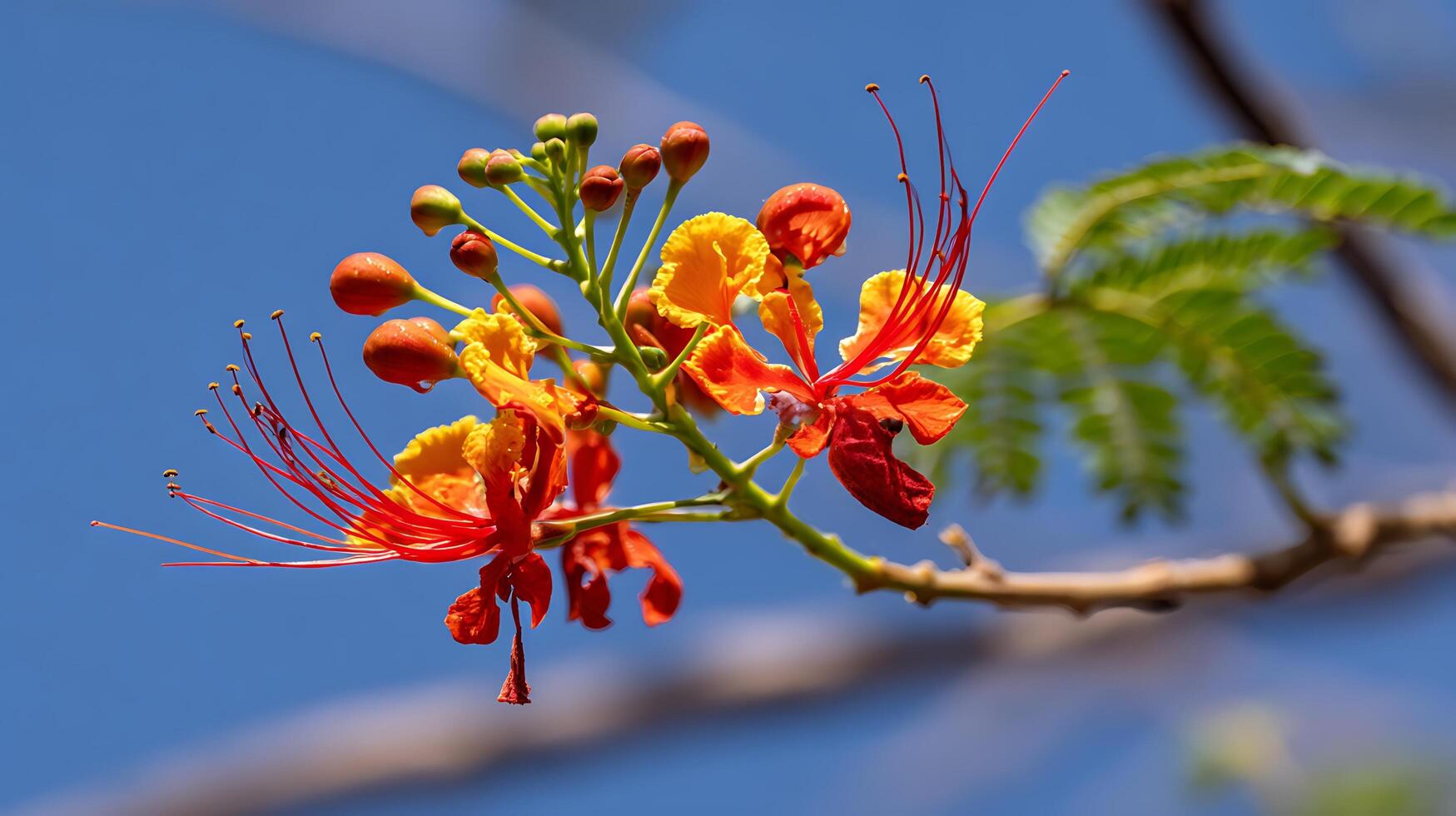 Vibrant Red and Yellow Flowers Bloom Against a Clear Blue Sky. photo