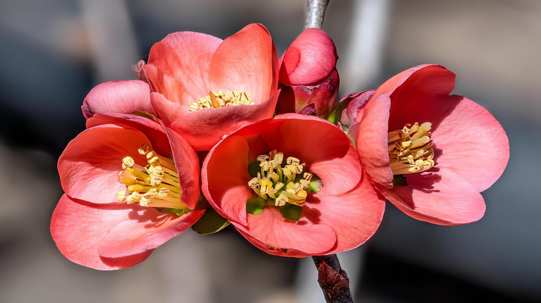 Delicate Pink Blooms Emerge on a Branch in Soft Sunlight. photo