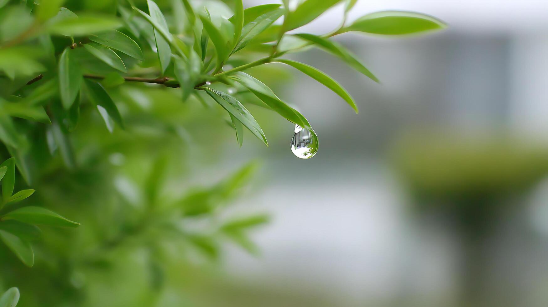 Single Water Drop Reflecting Nature on a Green Leaf Macro. photo