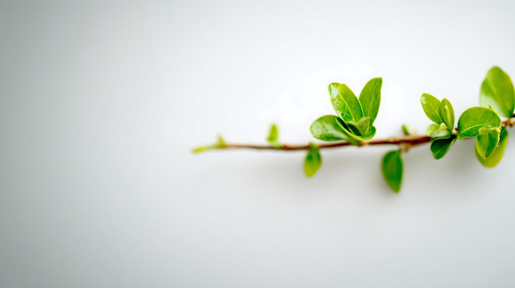 Fresh Green Leaves on a Branch in Soft Light. photo