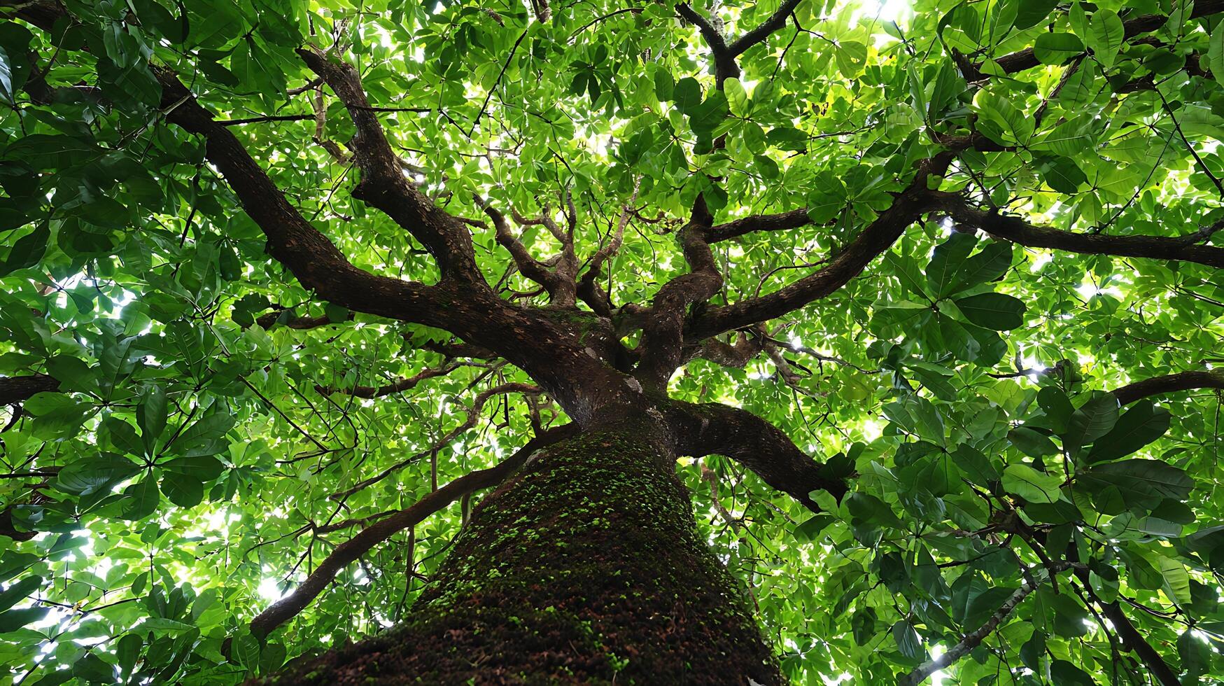 Looking Up Through A Giant Tree's Lush Green Canopy. photo