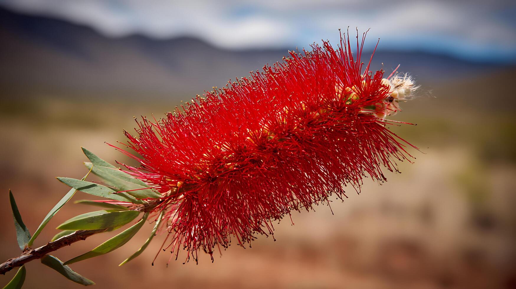 Vivid Red Bottlebrush Flower Blooms in a Dry Landscape Setting photo