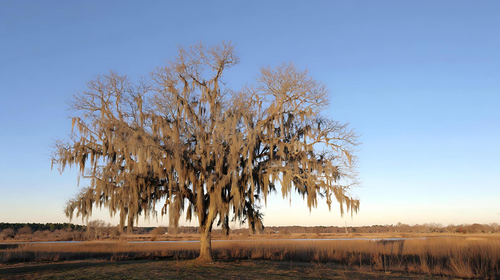 Majestic Old Tree Dripping with Spanish Moss Under a Clear Blue Sky. photo