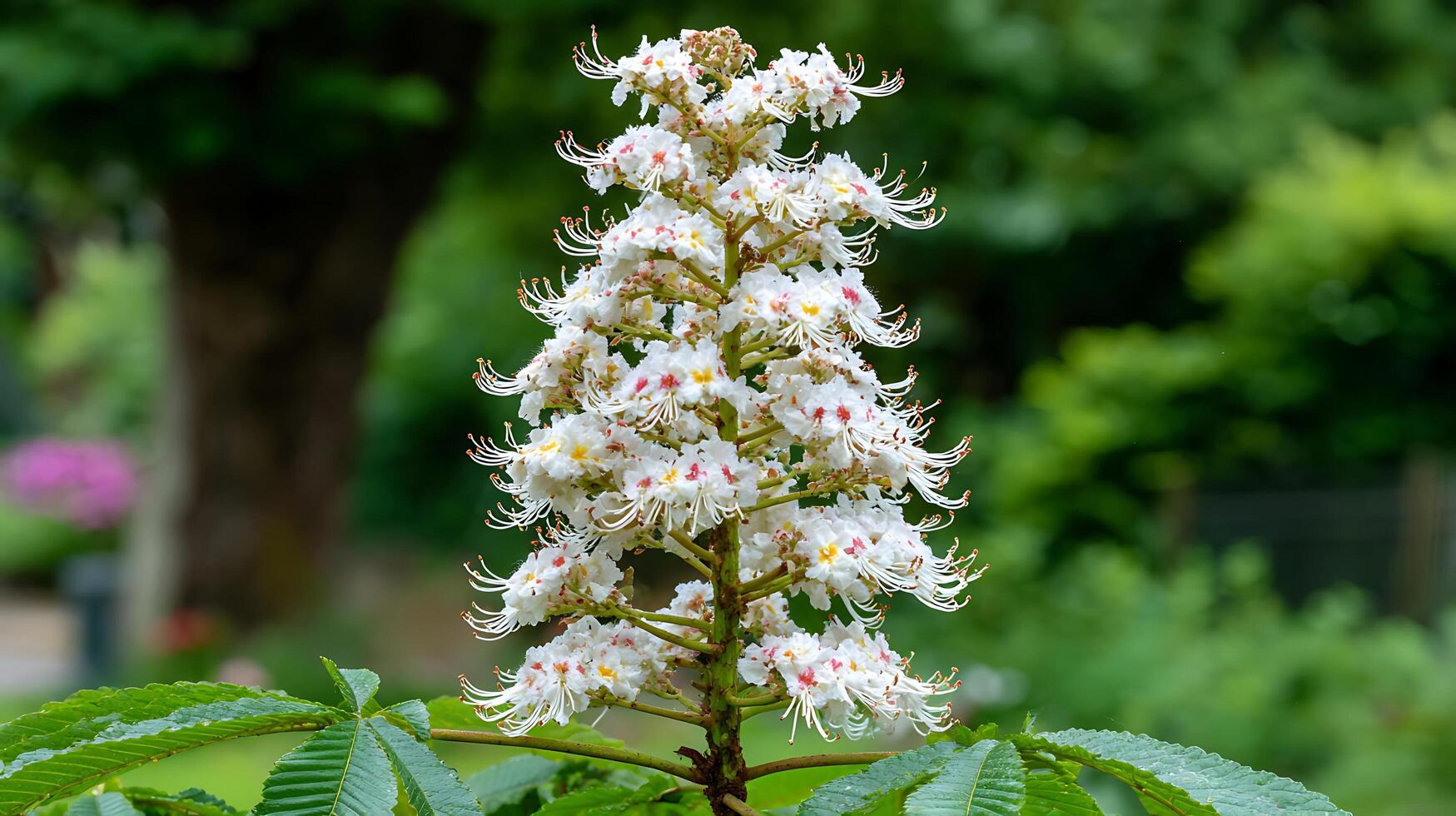 Beautiful White Horse Chestnut Flower Blooming in Spring Garden. photo