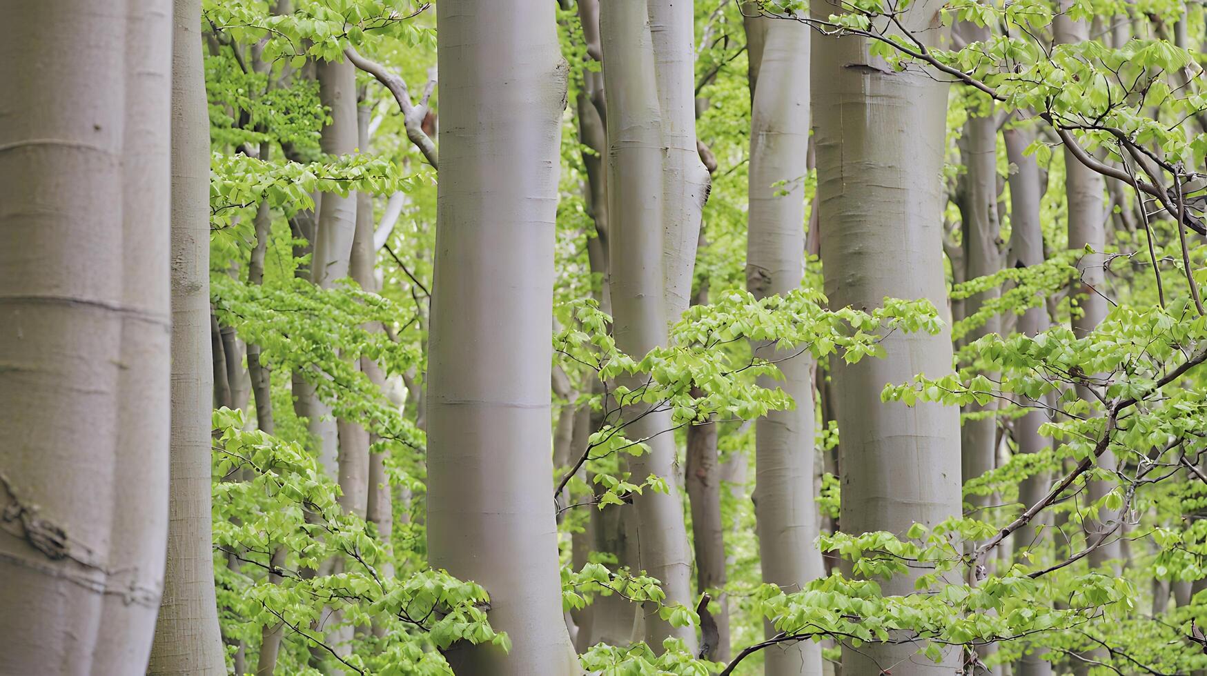 Serene Forest Scene with Smooth Bark Trees and Vibrant Green Leaves. photo