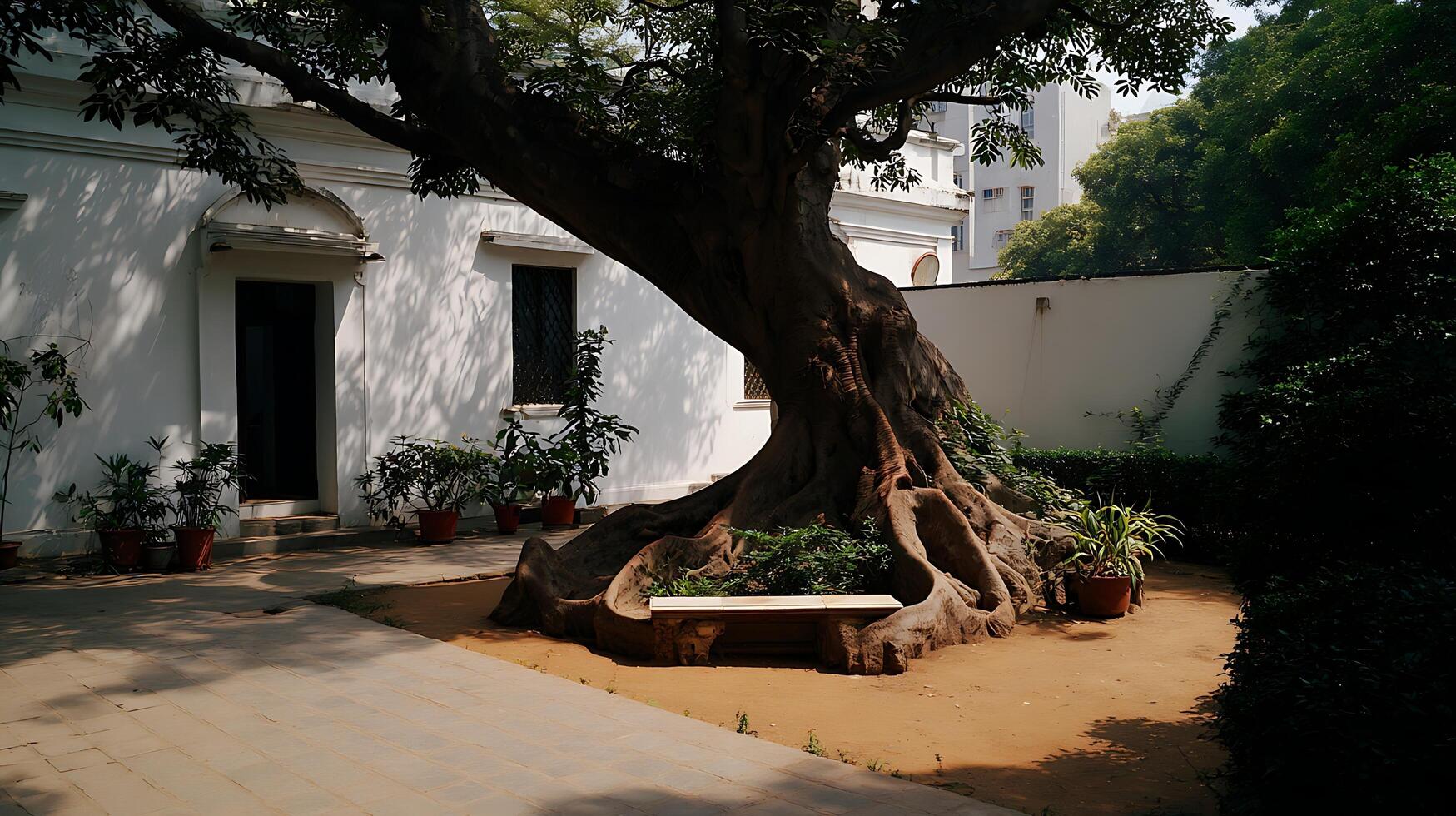 Ancient Banyan Tree Root System With Stone Bench And White Building. photo