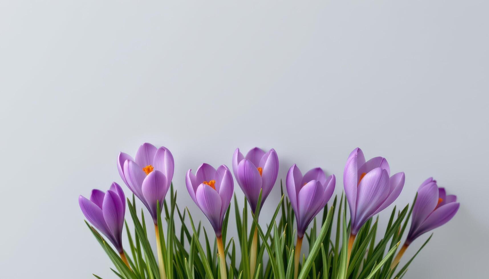 close up view of spring crocus flowers in pastel purples standing upright on a simple light gray plain background. photo