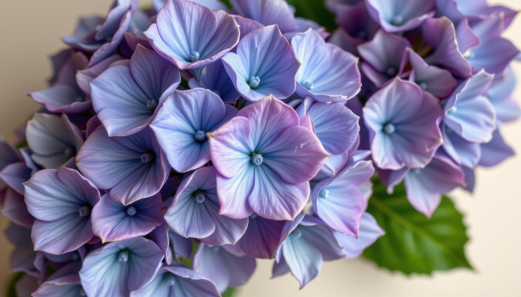 close up view of ethereal hydrangeas with subtle gradients of blue and purple set on a plain ivory backdrop. photo