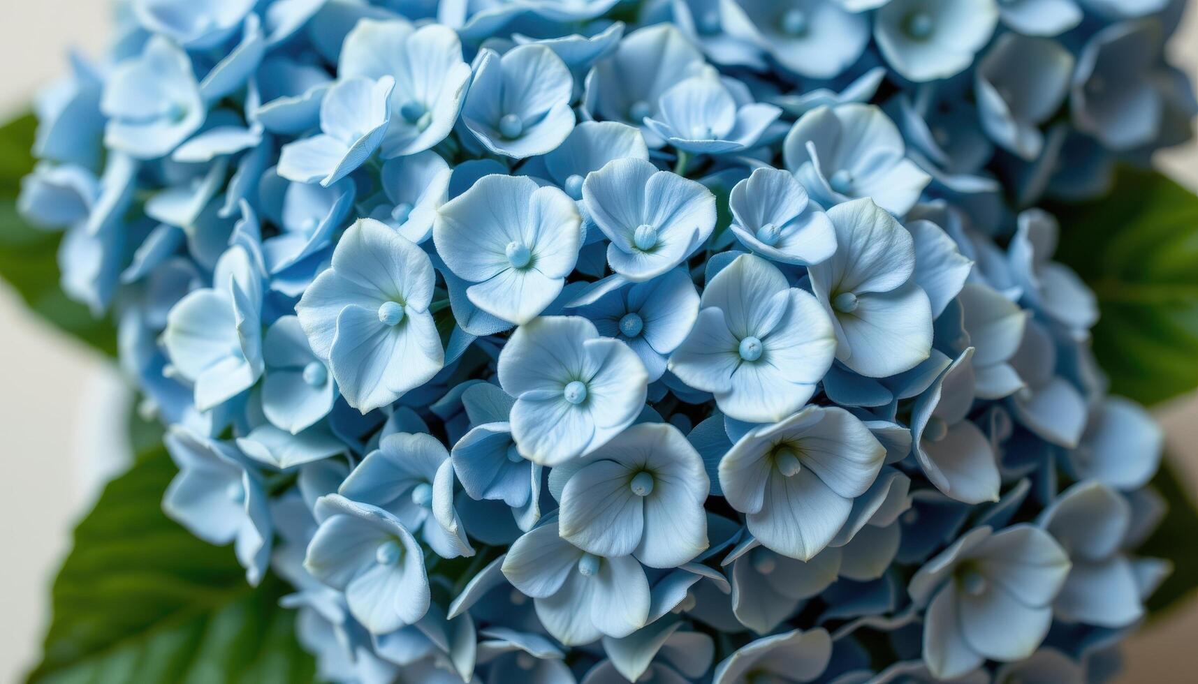 close up view of blooming hydrangea clusters in cool blue tones layered intricately on a clean neutral background. photo